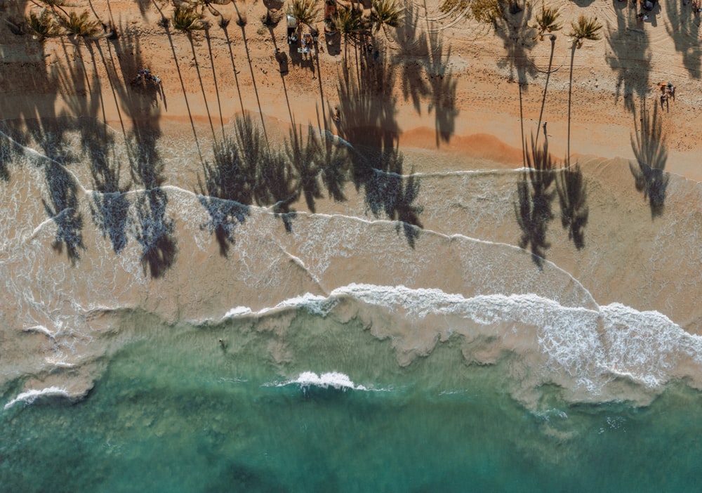 Vista aérea de una playa con palmeras