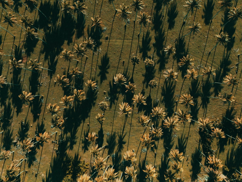 a group of palm trees casting shadows on the ground