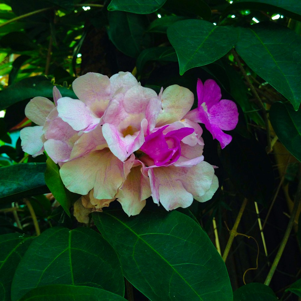 a pink and yellow flower sitting on top of green leaves