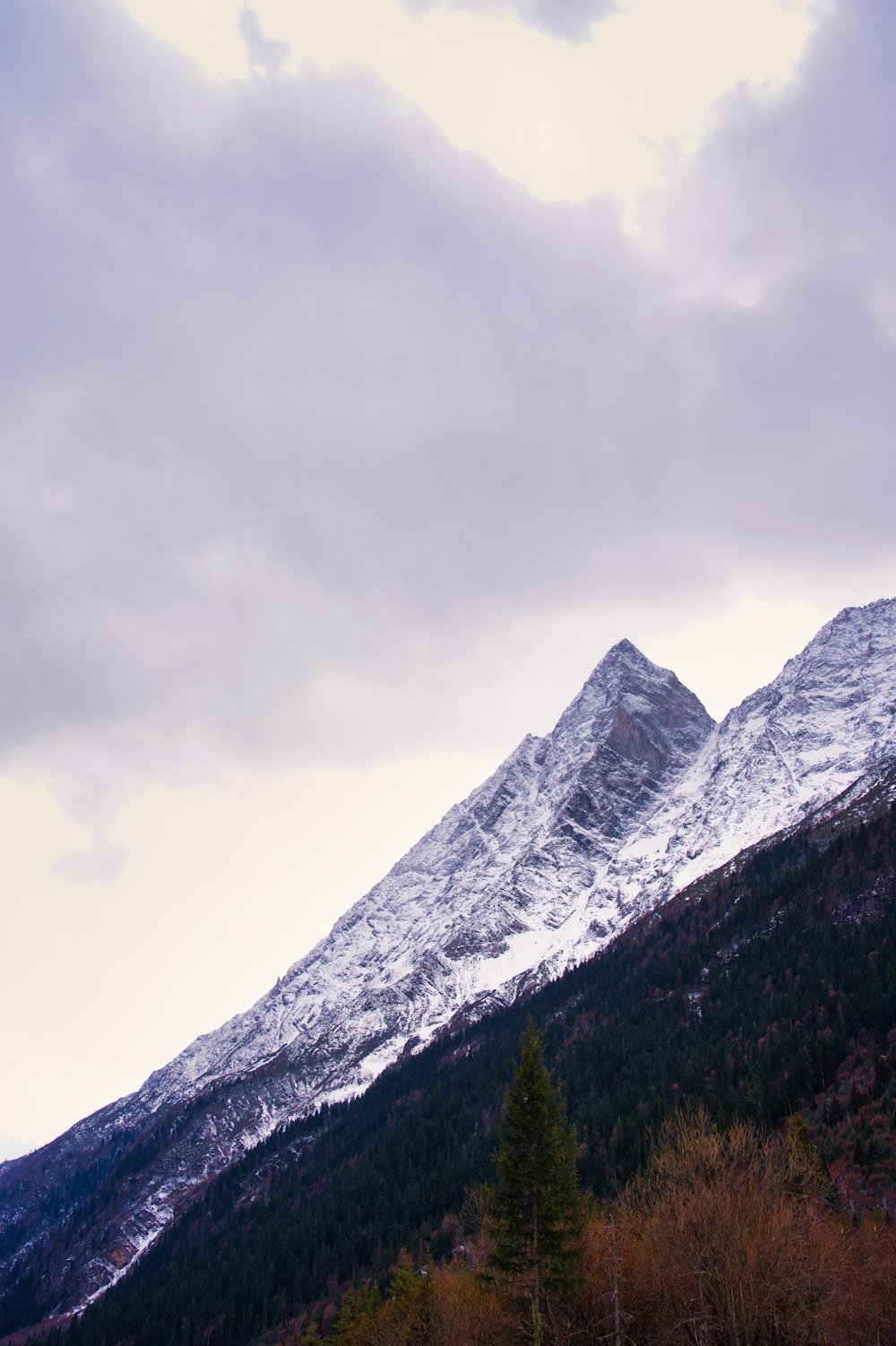 una montagna innevata con alberi in primo piano