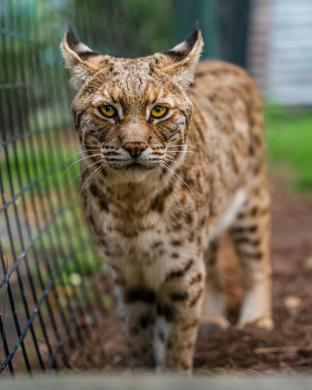 a close up of a cat near a fence