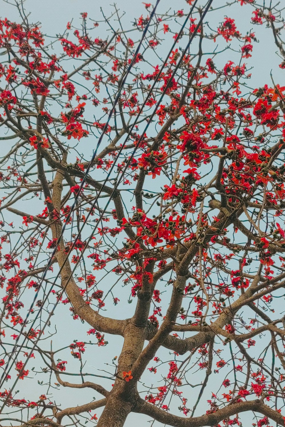a tree with red flowers in the middle of the day