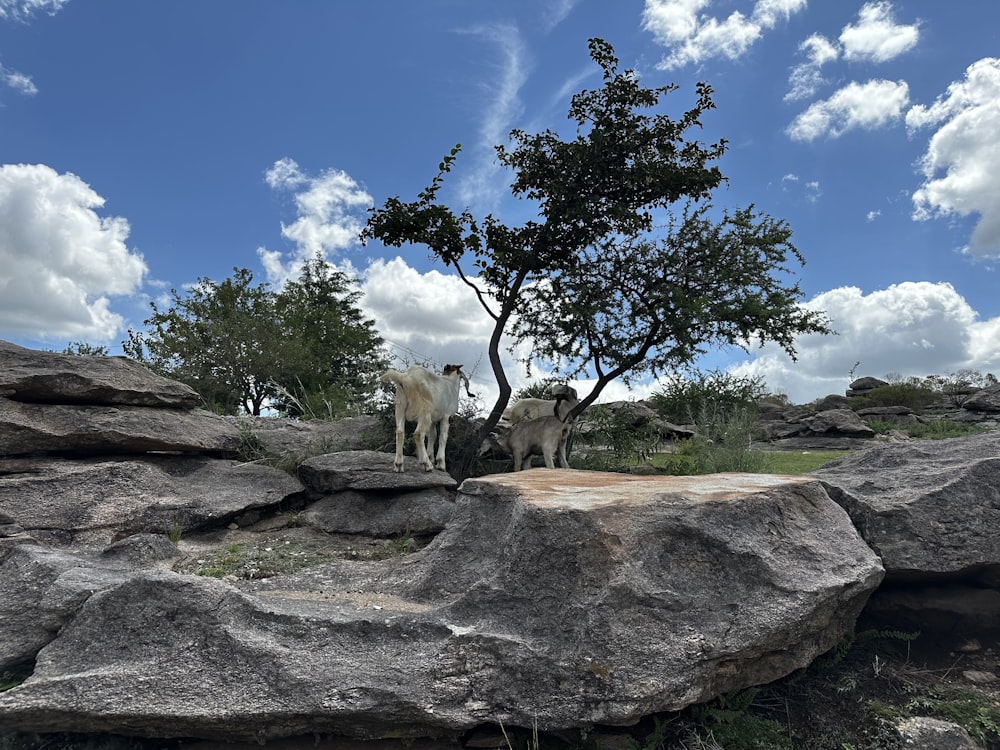 a couple of goats standing on top of a rocky hillside