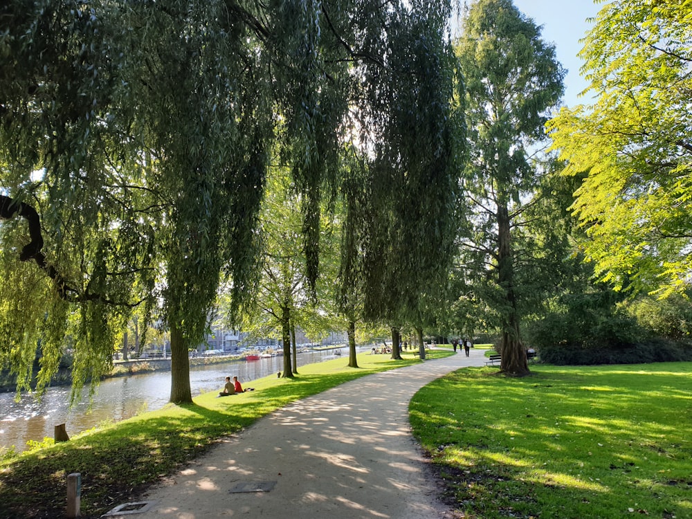 a path in a park next to a body of water