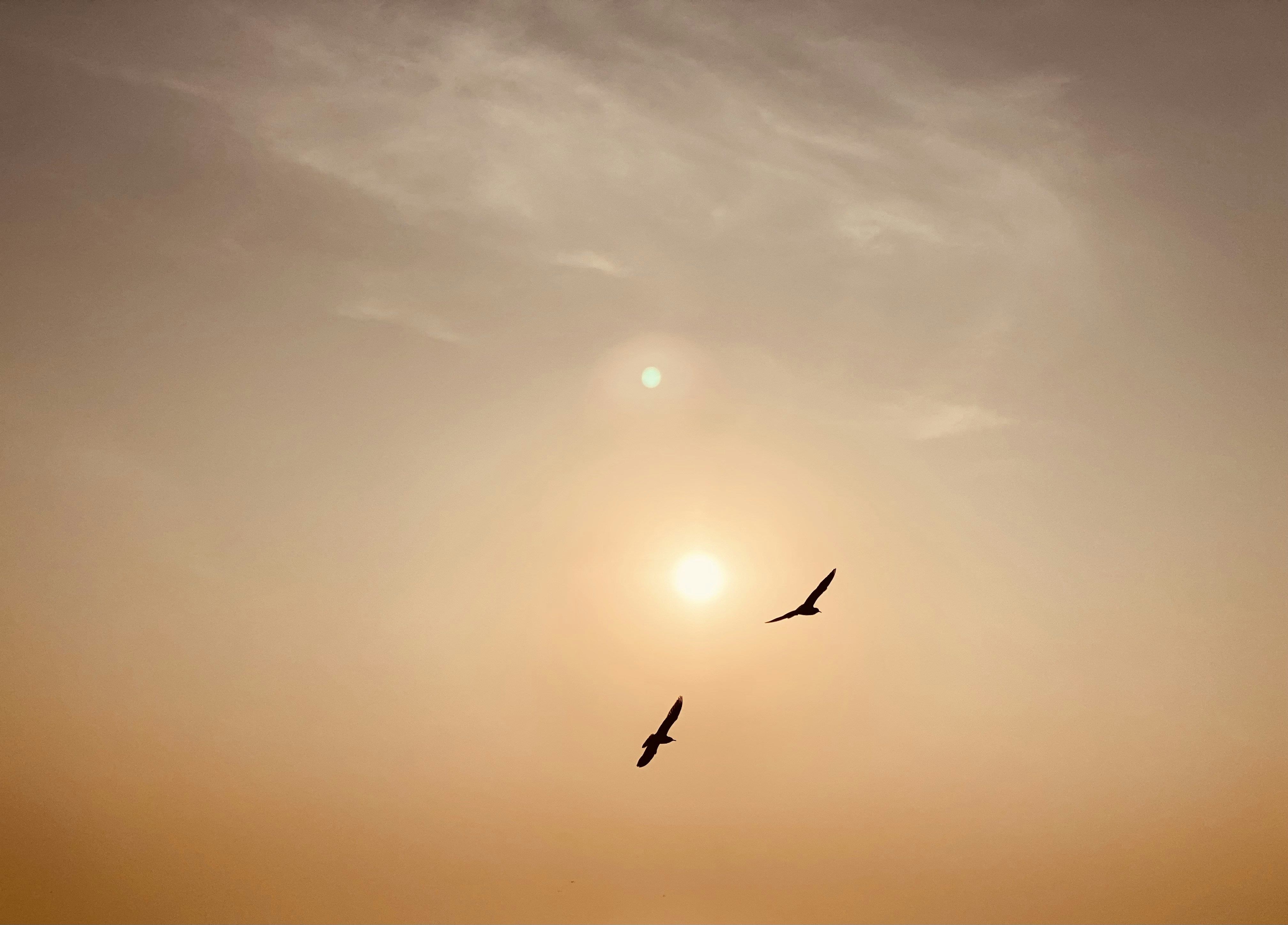 a couple of birds flying through a cloudy sky
