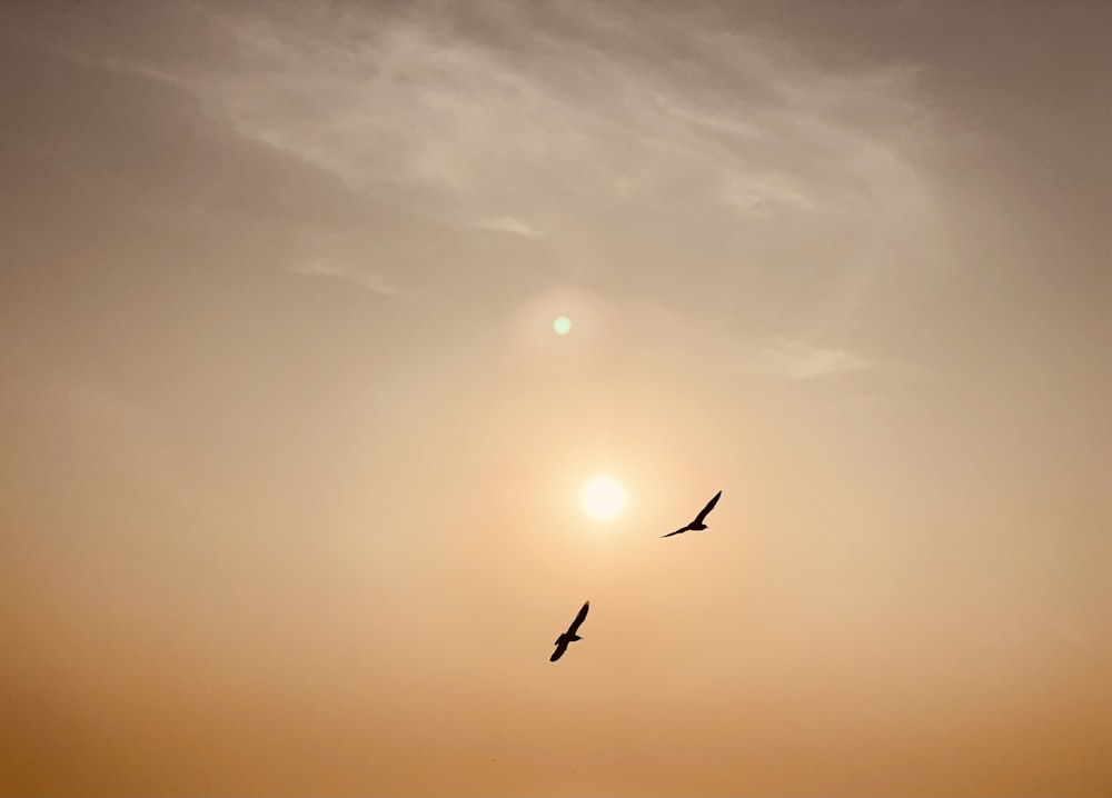 a couple of birds flying through a cloudy sky