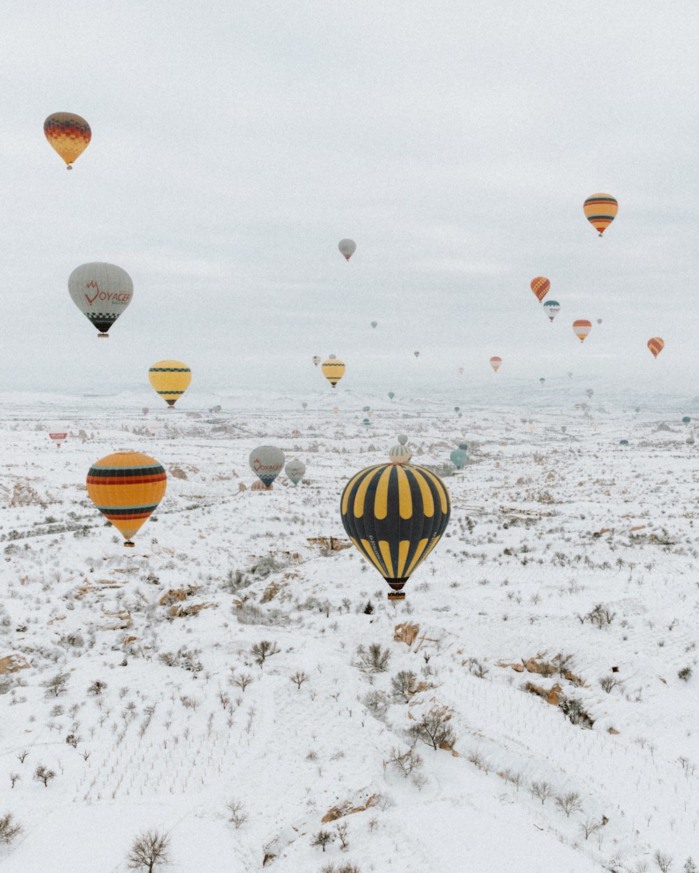 a large number of hot air balloons in the sky