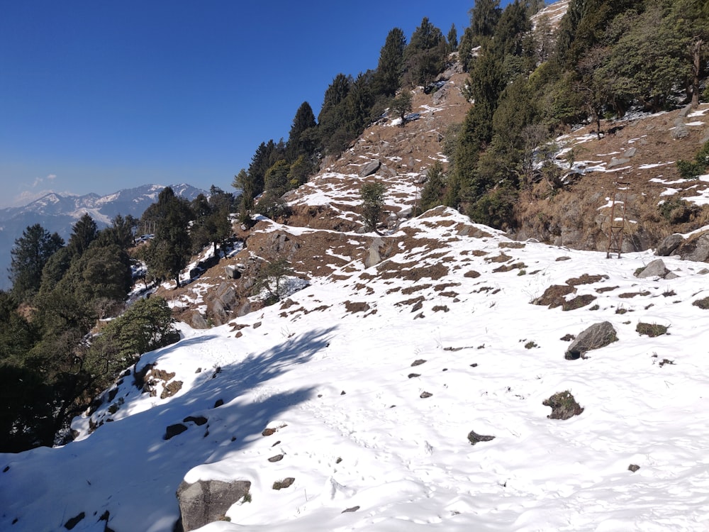 a snow covered mountain with trees on the side