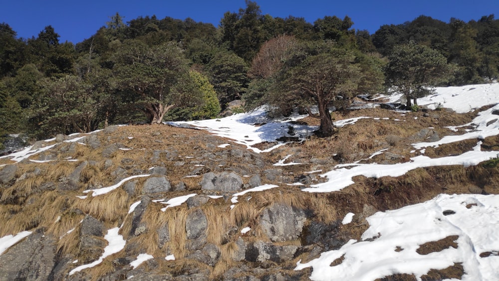 a snow covered hill with trees on top of it