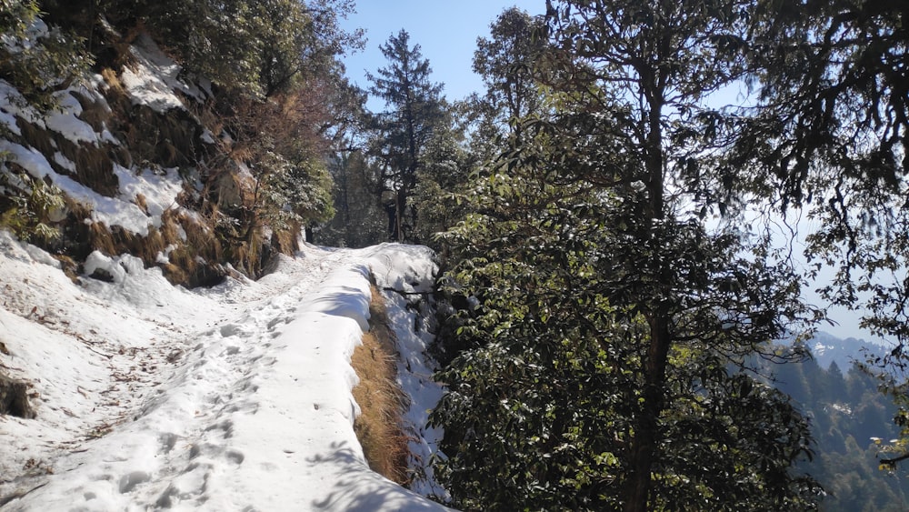 a snow covered path in the middle of a forest