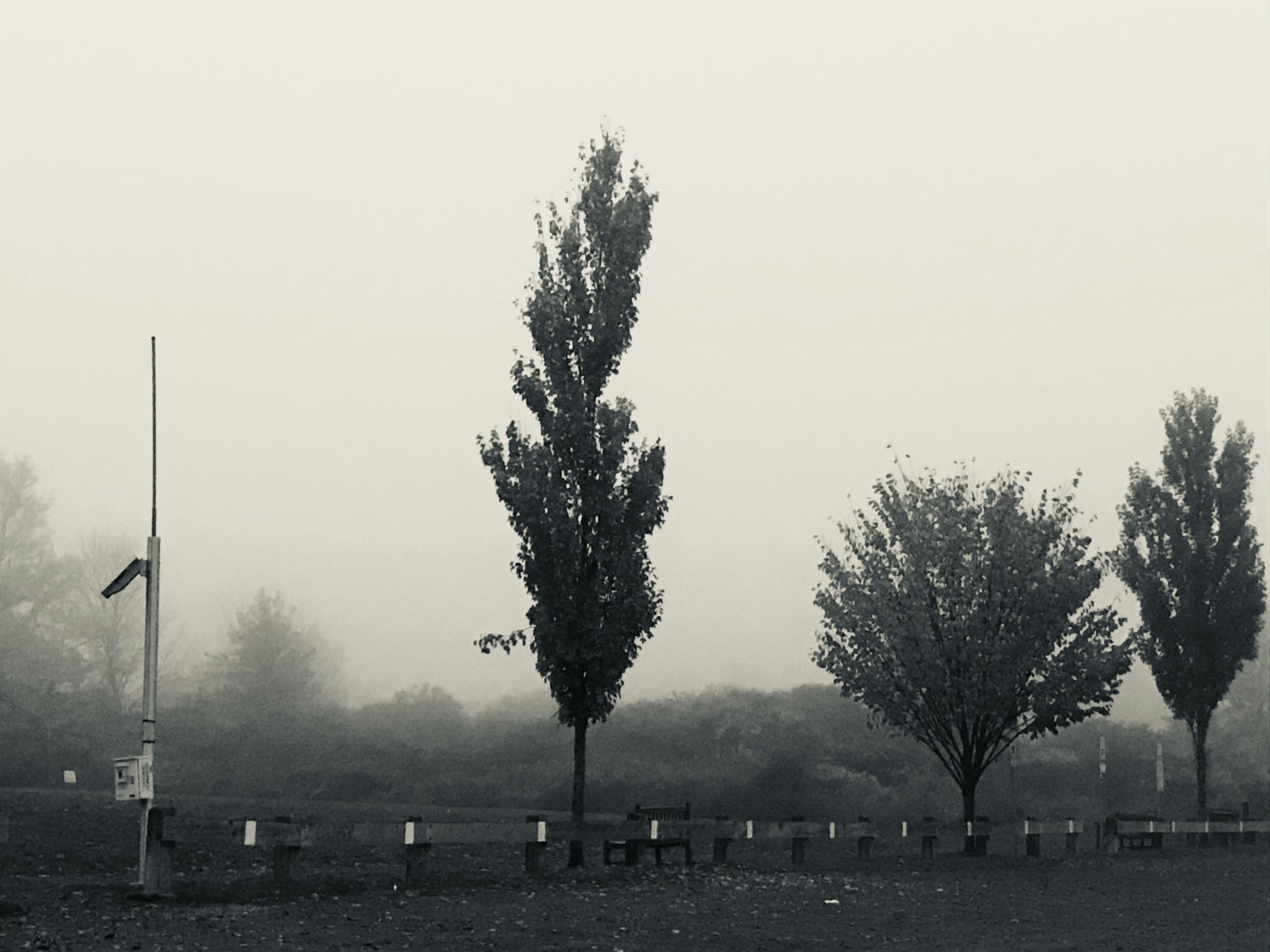 a black and white photo of trees in the fog