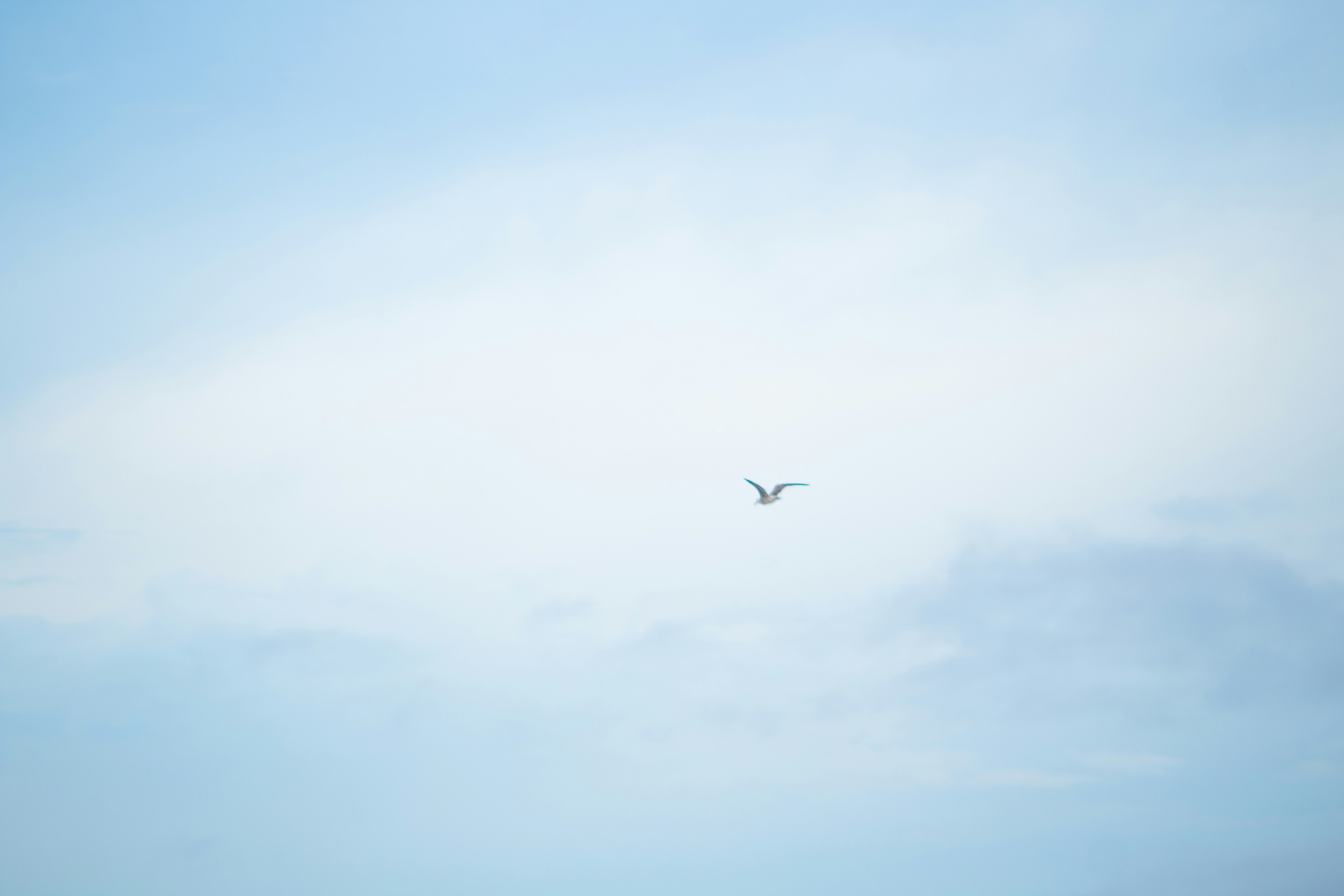 a seagull flying in the sky above the ocean
