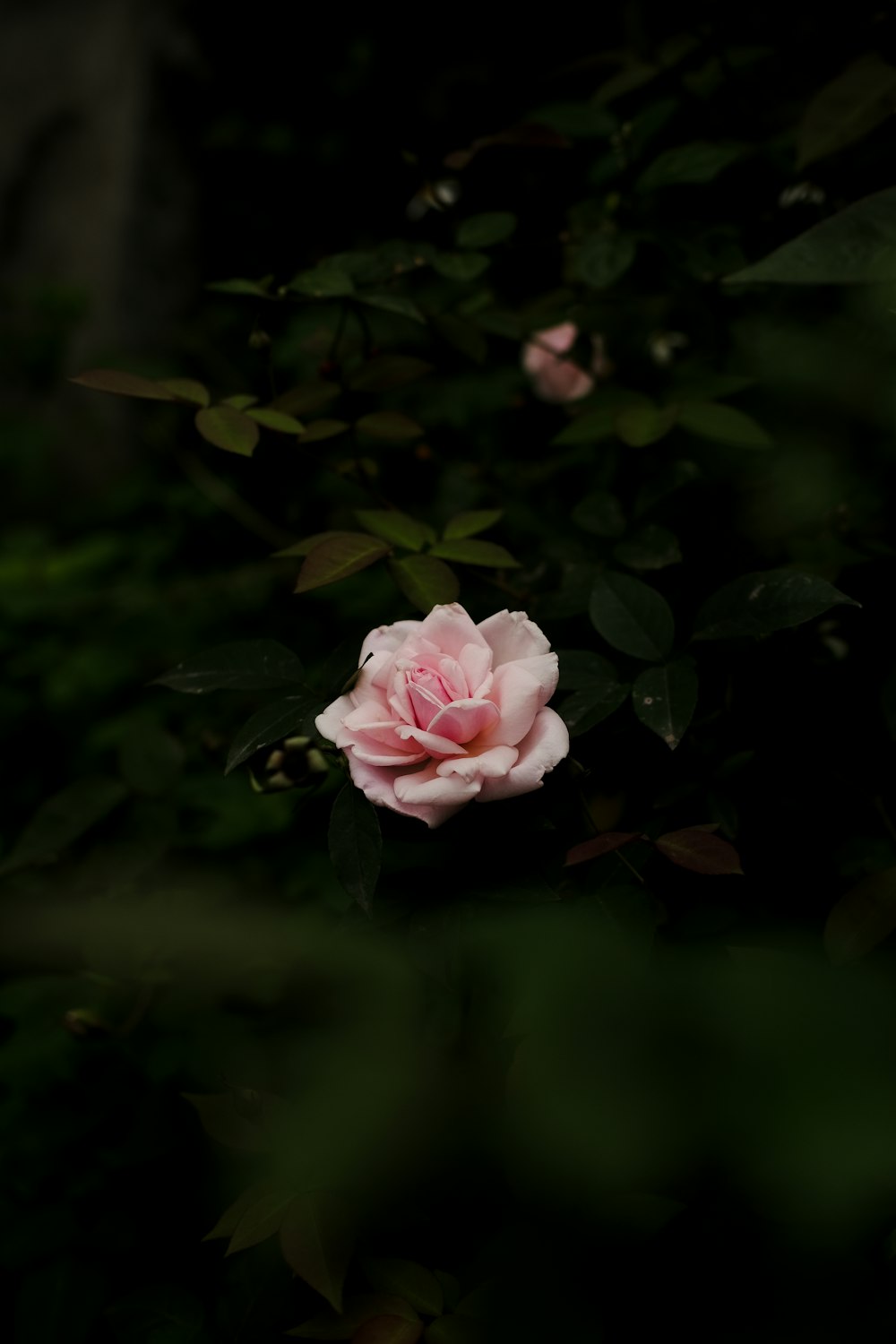 a single pink rose in the middle of a bush