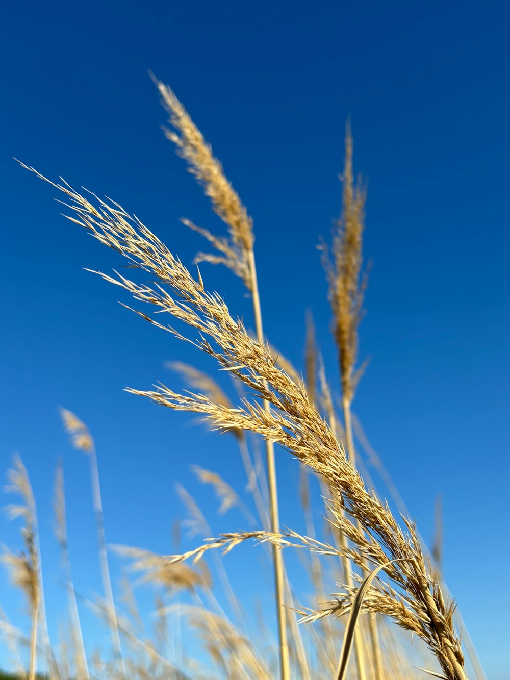 a close up of a tall grass with a blue sky in the background