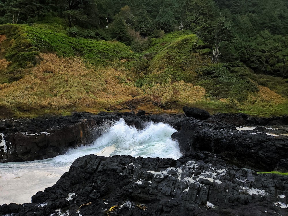 a river running through a lush green forest