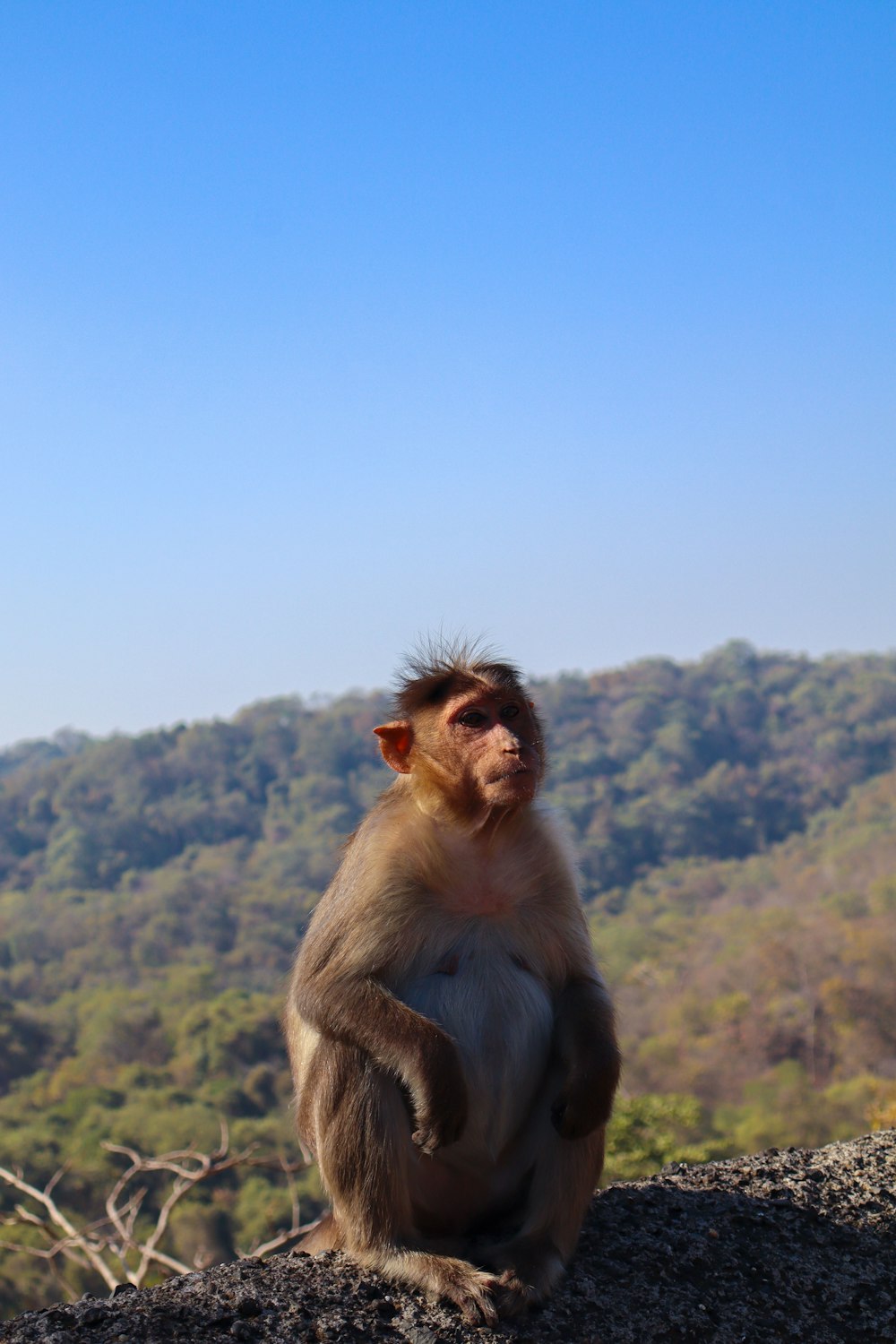 a monkey sitting on top of a rock