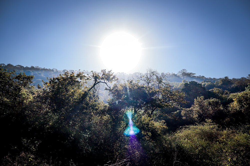 the sun shines brightly through the trees on a sunny day