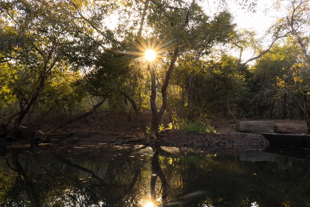 the sun is shining through the trees over the water