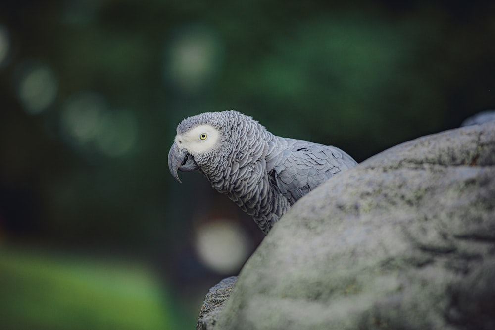 a grey parrot sitting on top of a rock