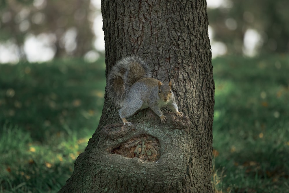 a squirrel sitting on the trunk of a tree