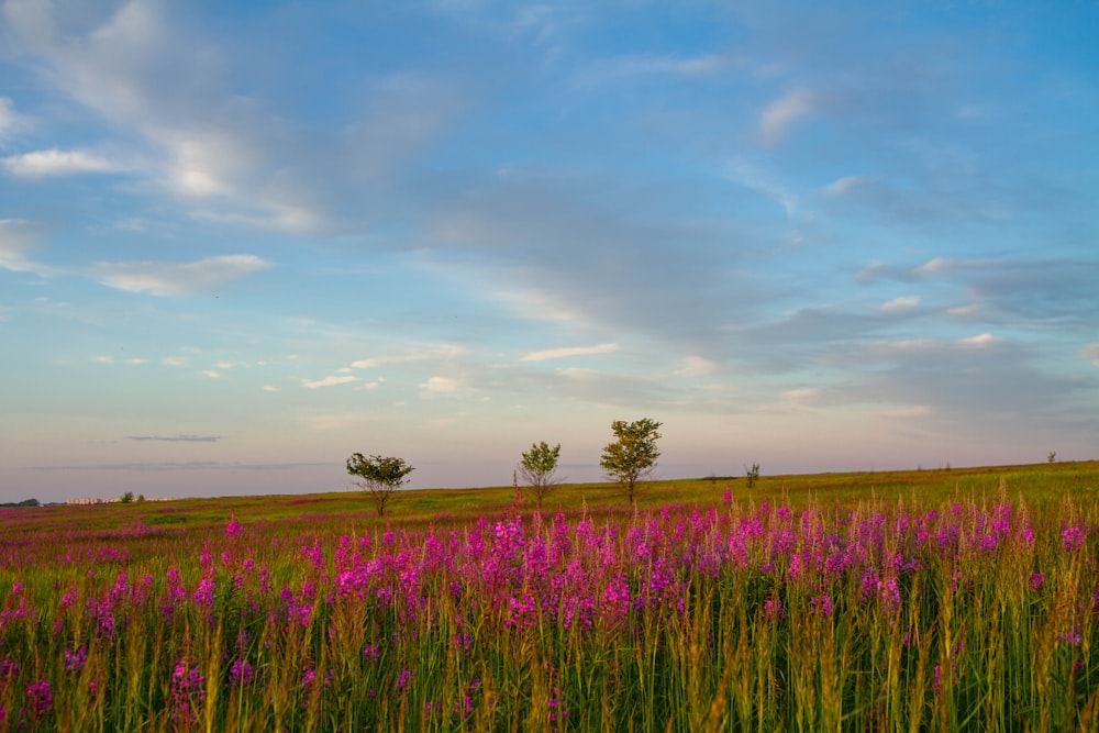 um campo cheio de flores roxas sob um céu azul