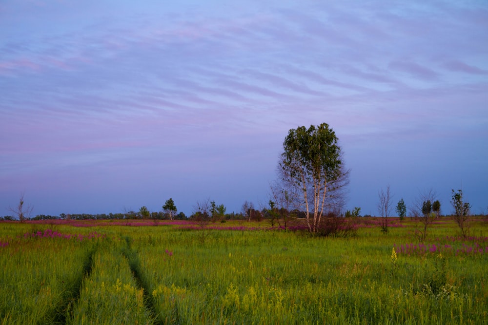 a lone tree in a grassy field at dusk