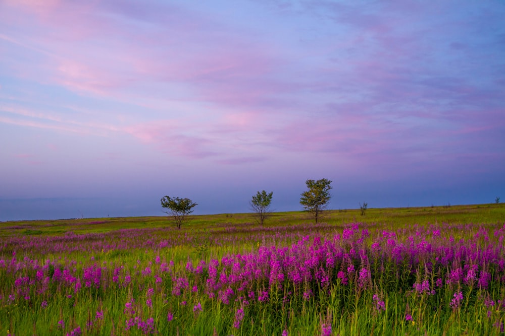 曇り空の下、紫色の花が咲き乱れる野原