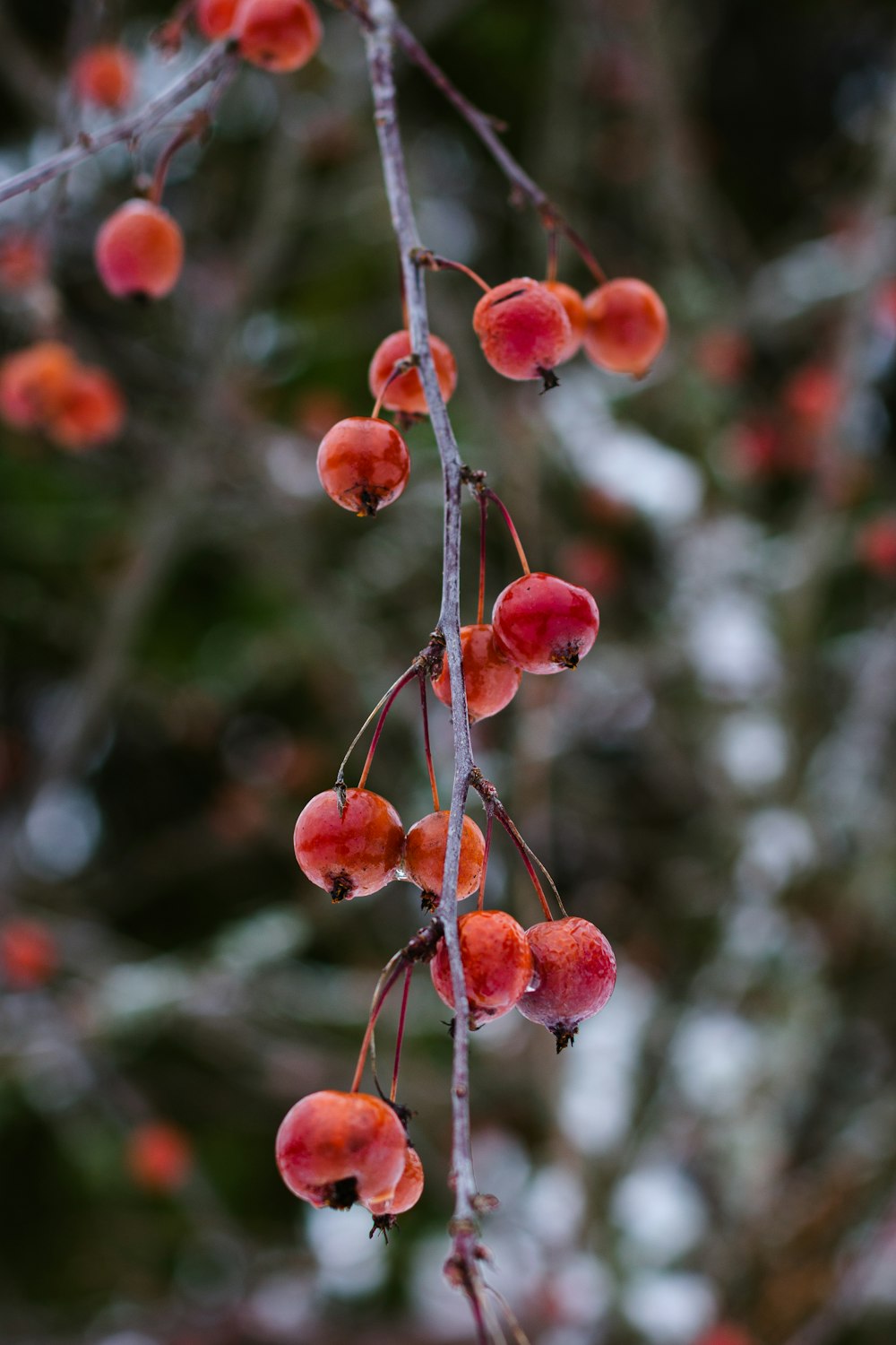 a bunch of red berries hanging from a tree