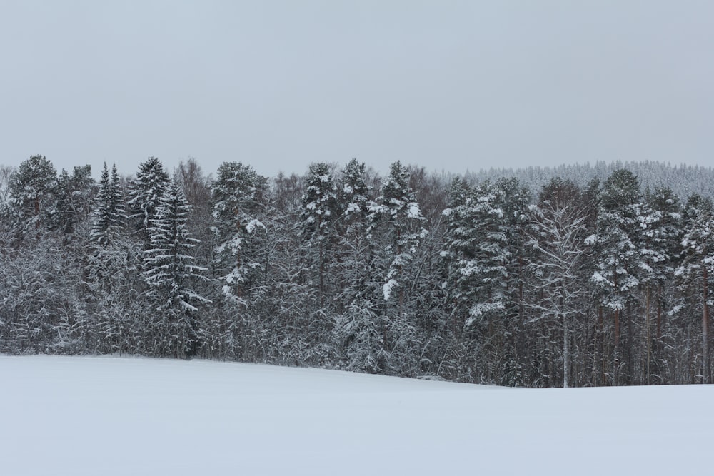 a snow covered field with trees in the background