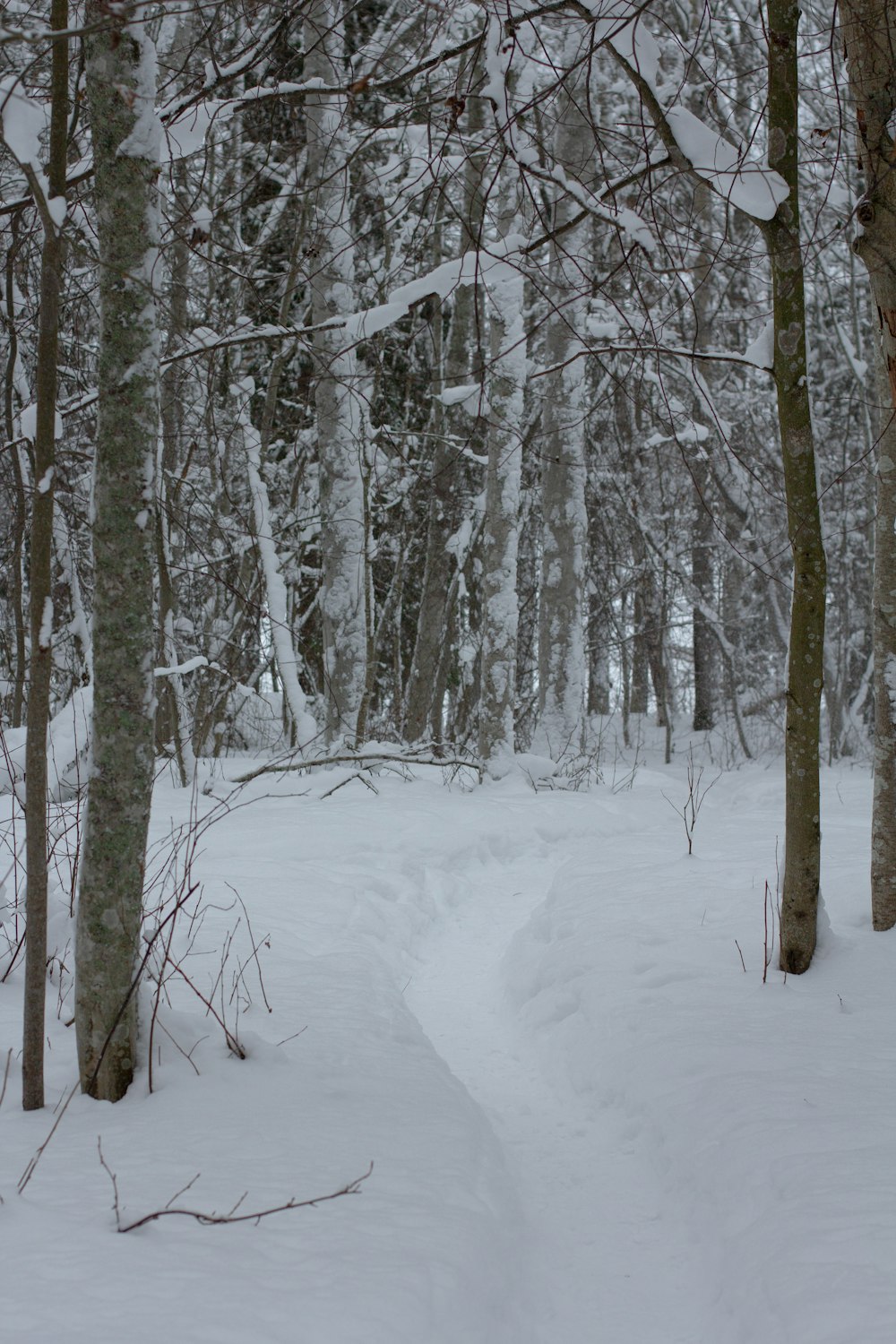 a path in the snow between two trees