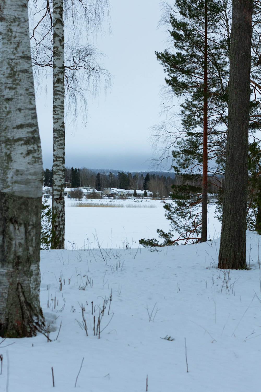 a snow covered forest with a lake in the background