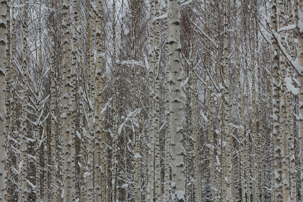 a forest filled with lots of tall trees covered in snow