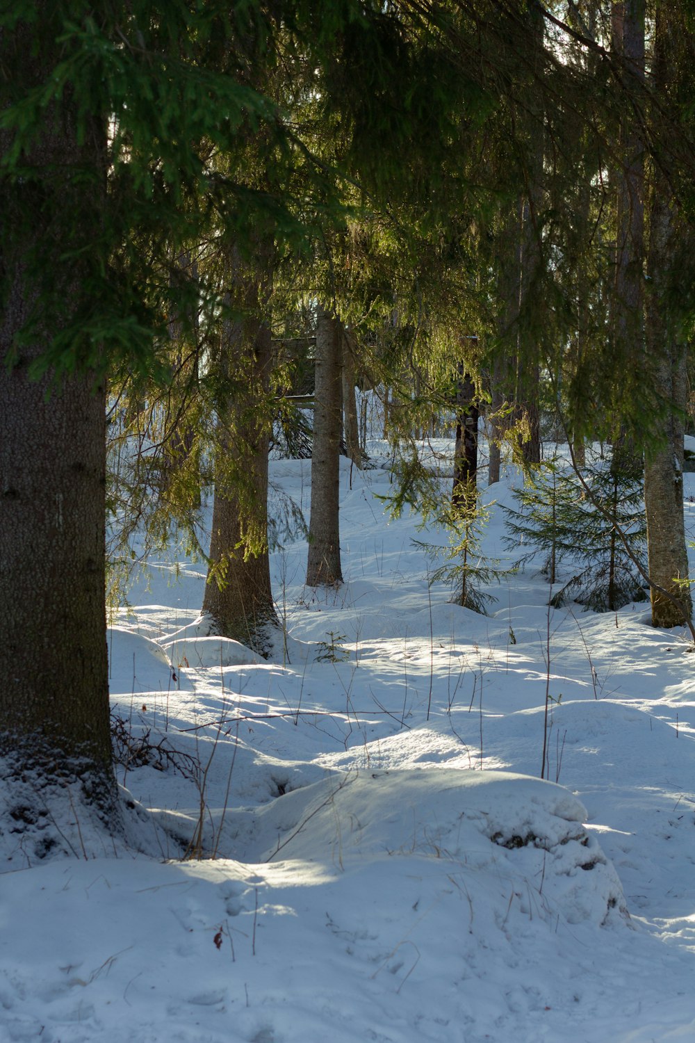 a forest filled with lots of trees covered in snow