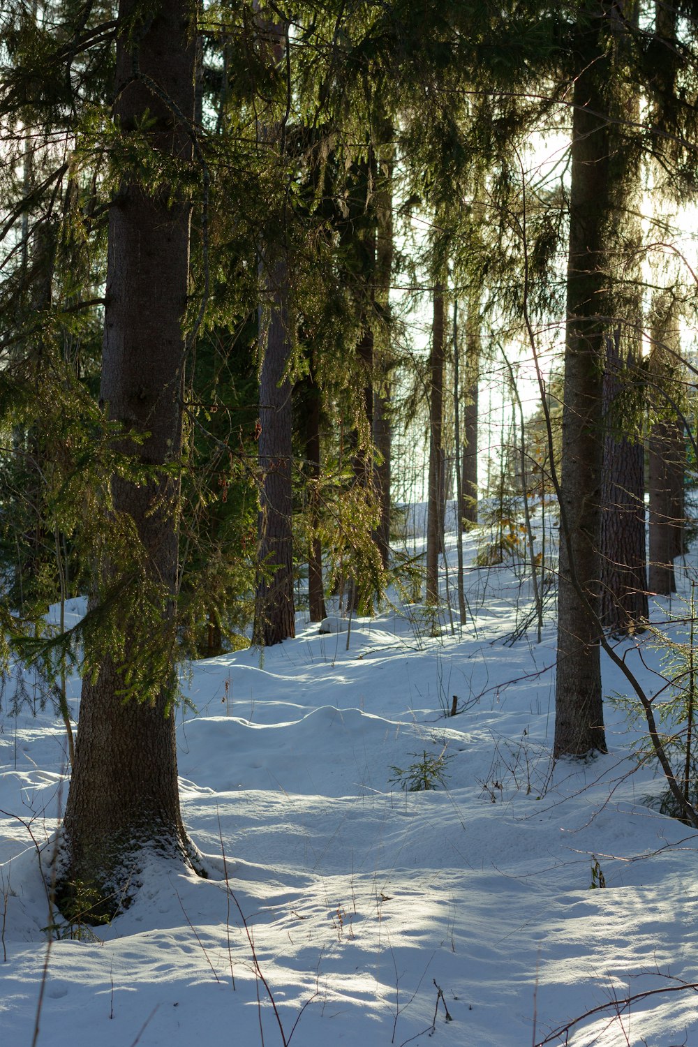 a person walking through the snow in the woods