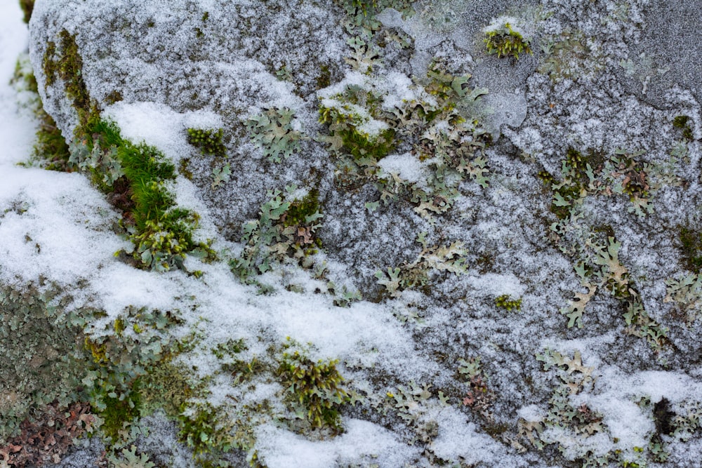 a close up of a rock covered in snow