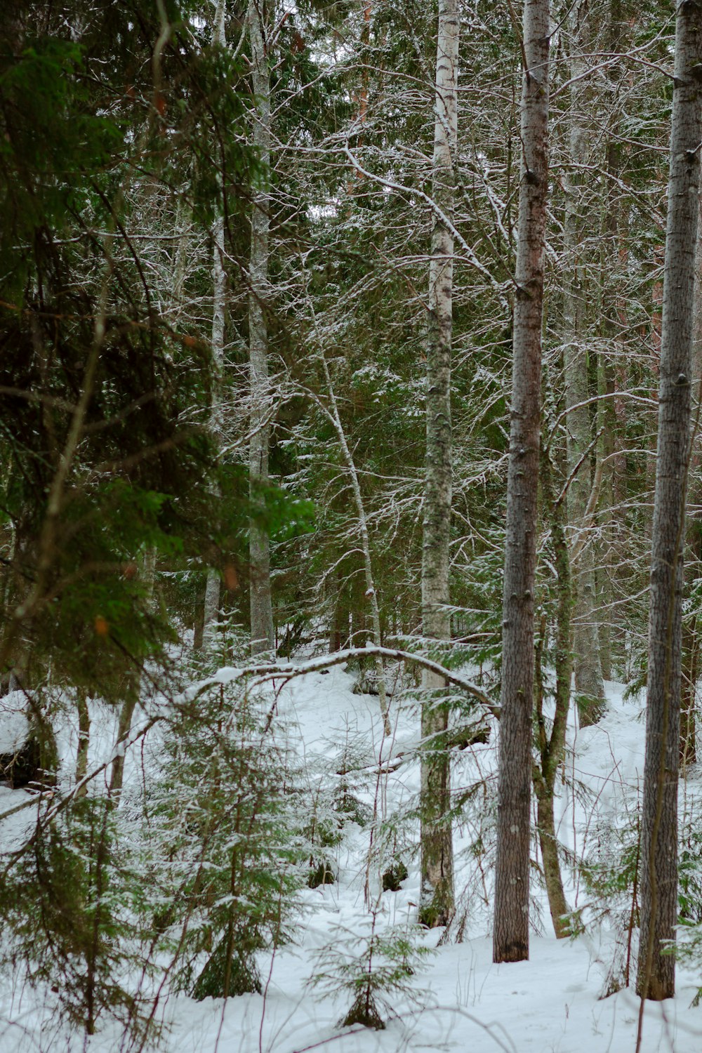 a snow covered forest filled with lots of trees