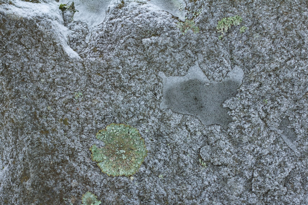 a close up of a rock with moss growing on it