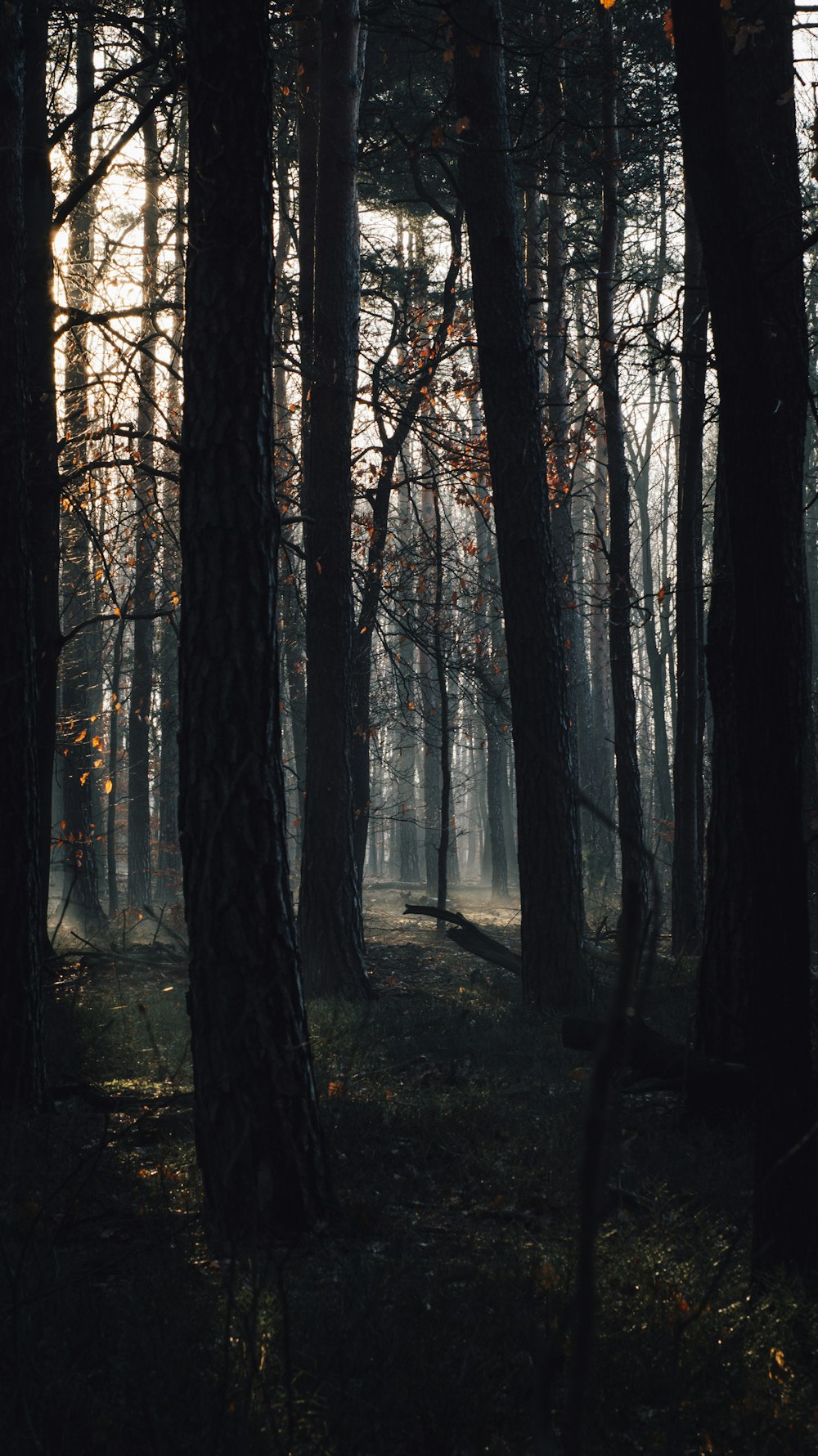 a forest filled with lots of tall trees