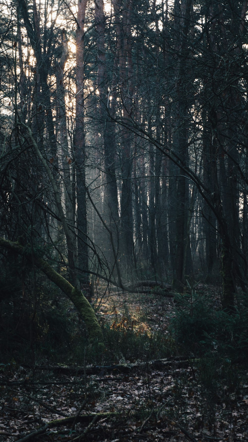 a forest filled with lots of tall trees