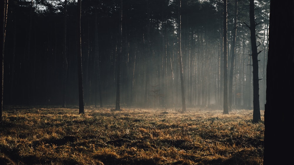 a forest filled with lots of tall trees