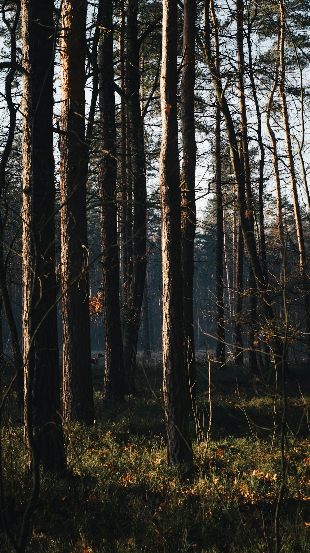 a forest filled with lots of tall trees