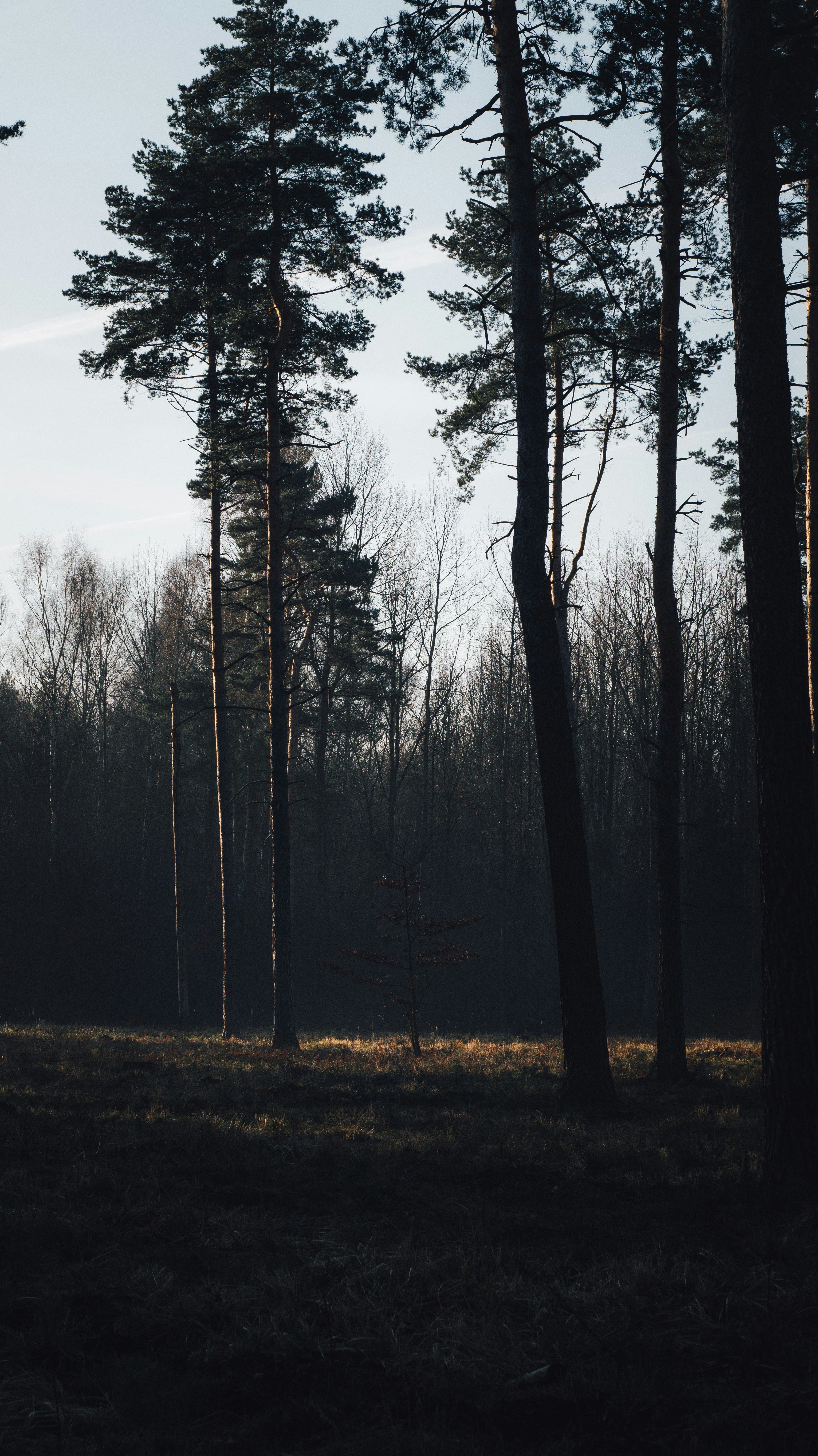 The Deforestation Factor: Heating Up Our Planet