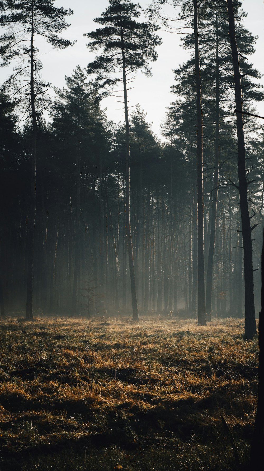 a foggy forest filled with lots of trees