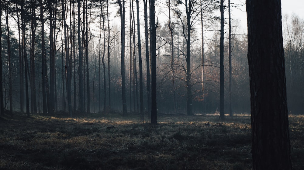 a forest filled with lots of tall trees