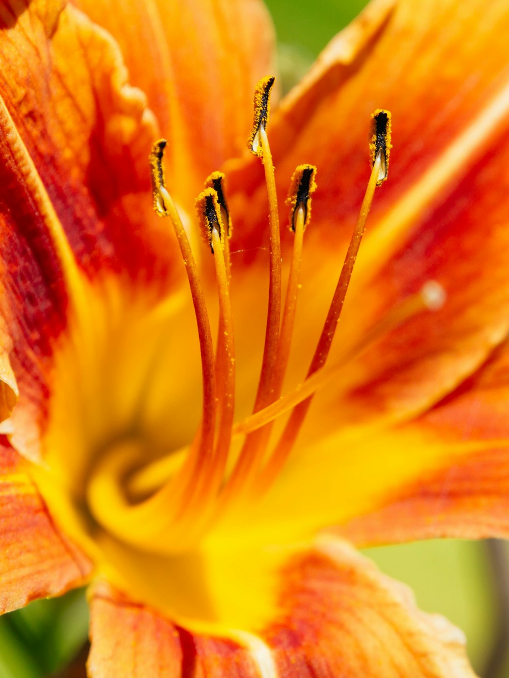 a close up of a yellow and red flower