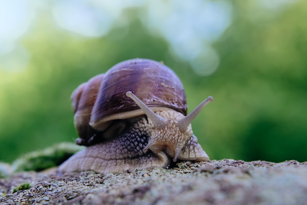 a close up of a snail on a rock