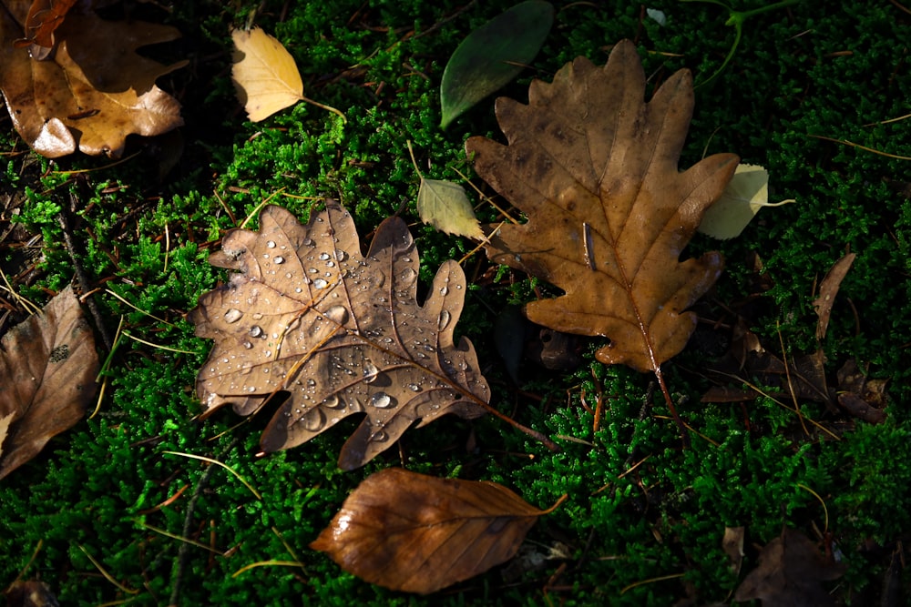 a group of leaves laying on top of a lush green field
