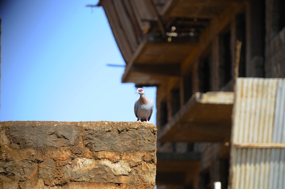 a bird sitting on top of a stone wall