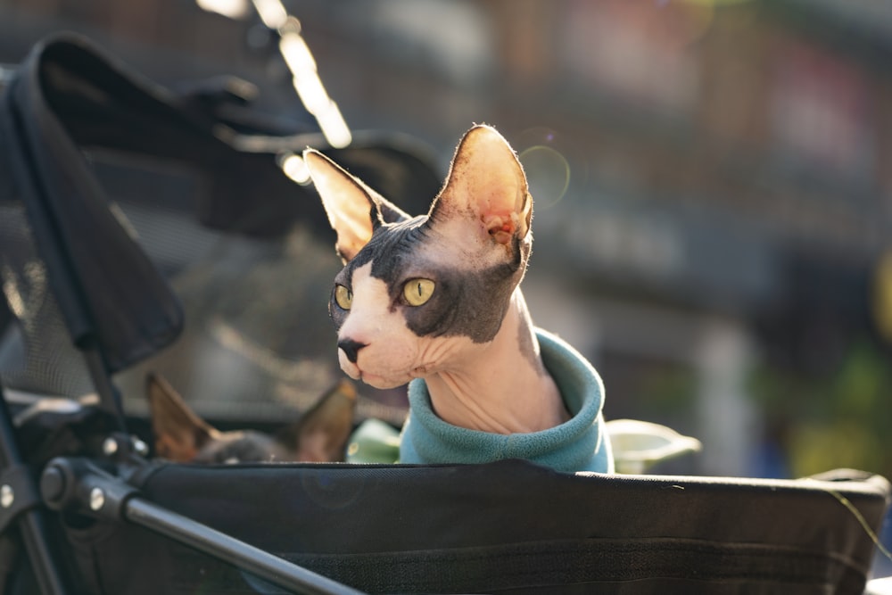 a cat sitting in the back of a stroller