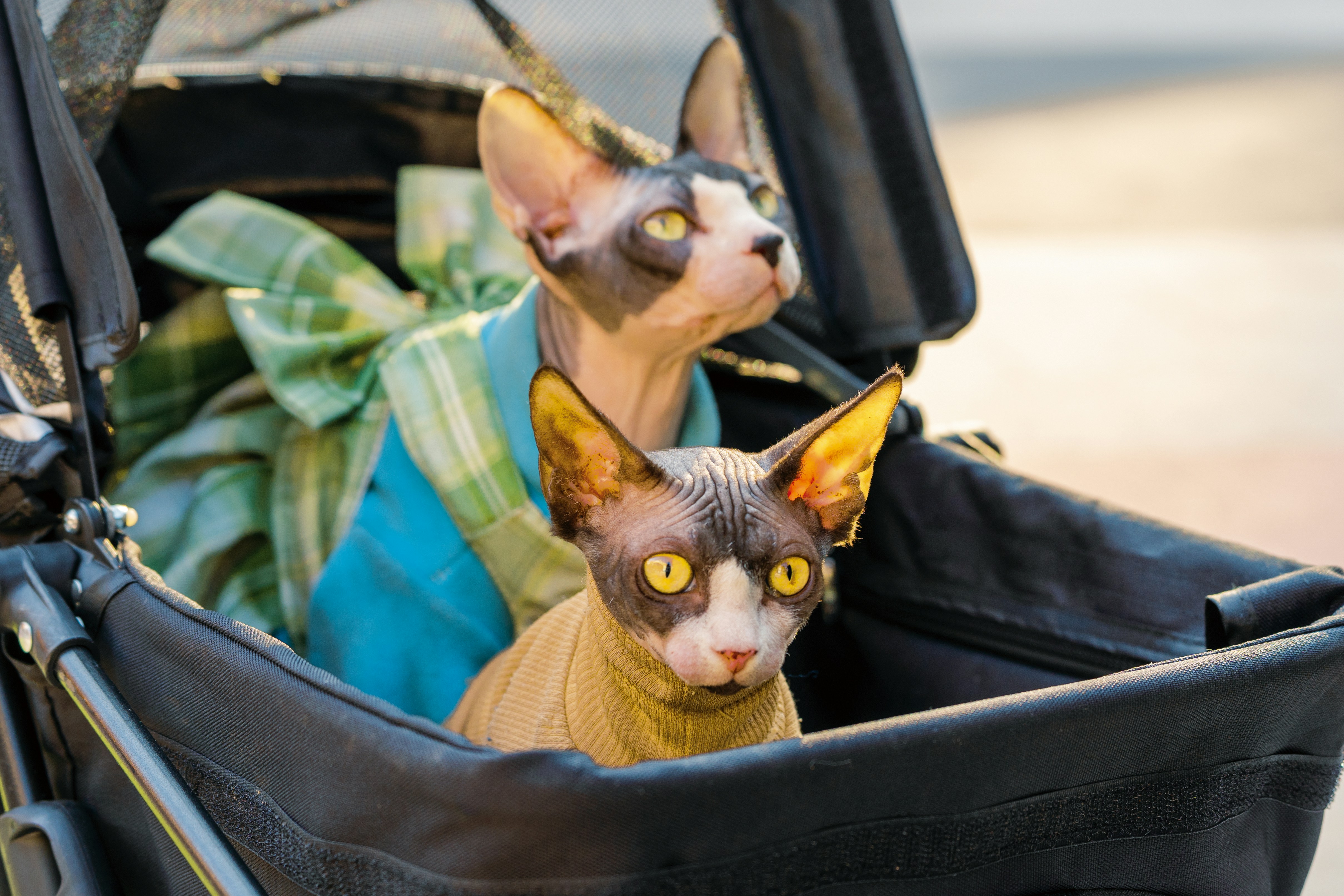 Conservation Note: Celebrating Genetic Diversity (image credits: unsplash)